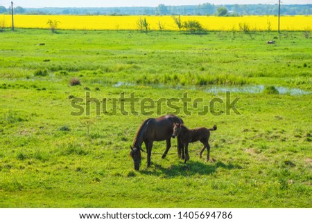  Mare and a foal on a green waterlogged meadow on a sunny morning in Ukraine. Ukrainian nature.