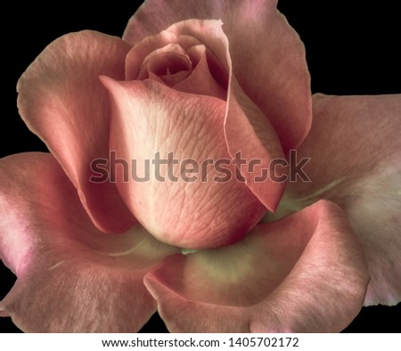 pastel orange rose blossom on black background, colored fine art still life floral macro of a single isolated bloom with detailed texture