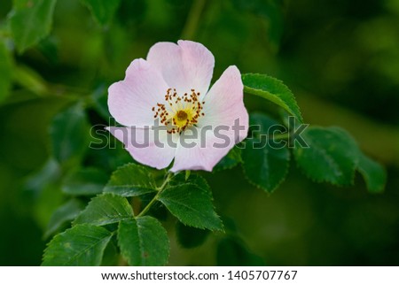 Beautiful Rosa canina ,Rose hip or rosehip, also called rose haw and rose hep, the accessory fruit of the rose plant