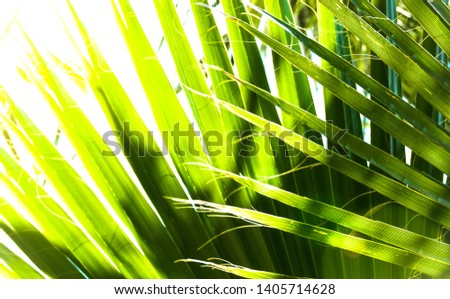 palm tree with green leafs with sun, stock photo