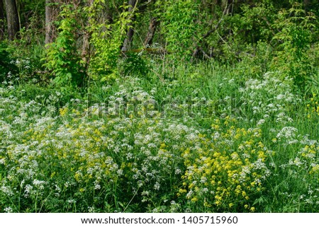 white and yellow wild flowers in forest on sunny day