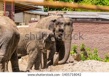 Elephant family. Big and kind animals from warm countries. Ears and trunk in dirty sand, large parts of bodies. Dad mom and baby in the dust.