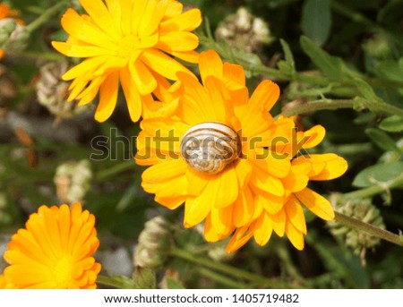 Petals of Calendula officinalis flowers with snail shell on it. Interesting detail in nature