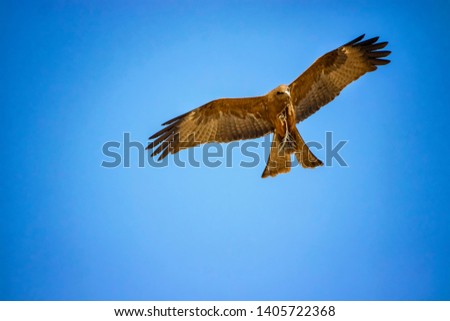 Black kite, Milvus migrans in flight in Senegal, Africa. Close up photo of big eagle. He carries a twig in his claw It is wildlife photo. There is blue sky.