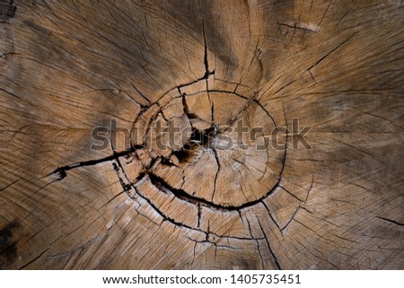 A texture of tree trunk material