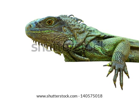 Green iguana peeking in white background