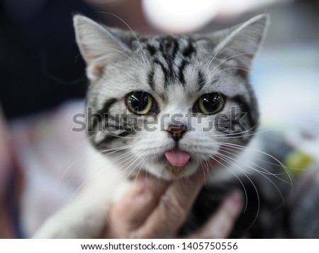 London, UK - May 2019 – Face of Beautiful Black and White American Shorthair Cat looking straight at camera with its tongue sticking out, at the Cat Extravaganza in Tobacco Dock, UK       