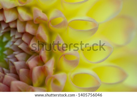 flower petals macro close up