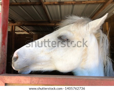 portrait of a beautiful competition horse