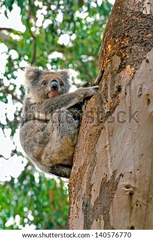 Koala tree