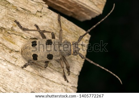 Long-horned beetle (lat. Morimus funereus) on the wooden board, female