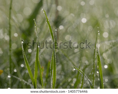 dew on grass in green meadow