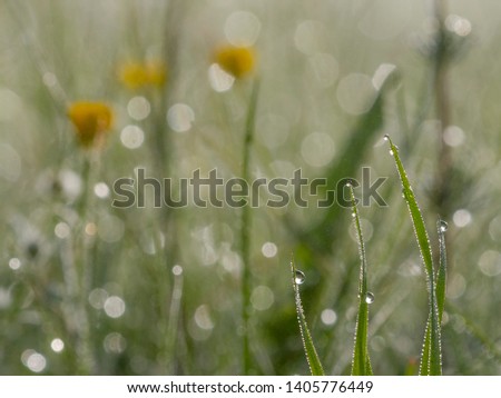 dew on grass in green meadow