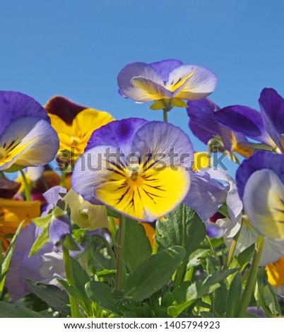 a close up of blue and yellow tricolor pansies in bright sunlight against a vibrant blue sky