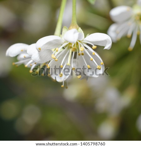 Blooming cherry tree with white flowers, blurred sunlight. Soft focus. Spring blossom flower background