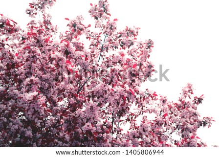 Beautiful apple blossom. Spring background with soft focus. Copy space for your text