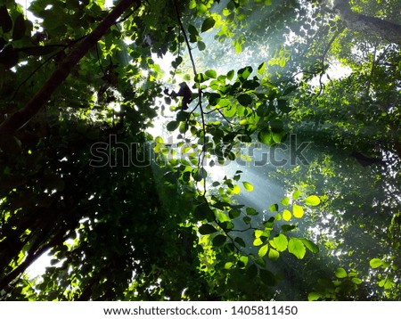 The light of beautiful scenery in the forest