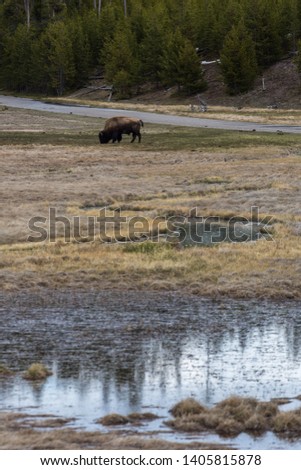 Wild buffalo, or bison, that roam Yellowstone National Park, Wyoming. Taken during the afternoon in mid-May.
