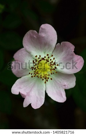The flower pink wild rose