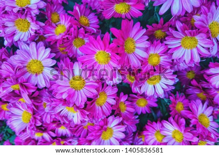 colored flowers the picture describes the beauty and warmth of nature in spring