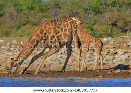 A Southern African Giraffe family visit a watering hole in a National Park.  Namibia, southwestern Africa.  With a young calf by her side, this cow is very protective.  The calf only suckles from mom.