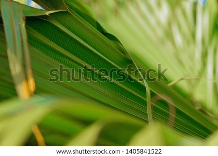 Green leaf of palm tree texture background