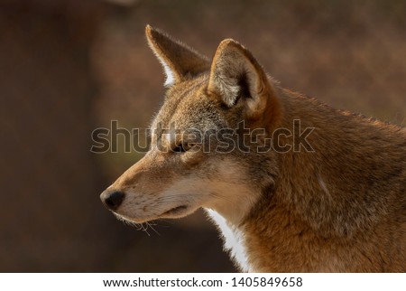 Red wolf (Canis lupus rufus) a rare wolf species  native to the southeastern United States. Picture from ZOO.