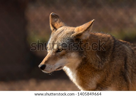 Red wolf (Canis lupus rufus) a rare wolf species  native to the southeastern United States. Picture from ZOO.