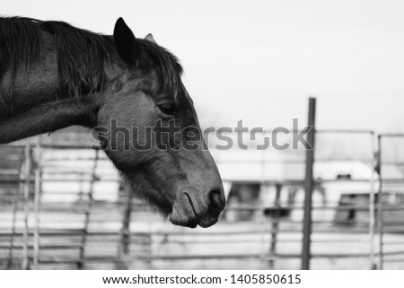 Profile view of bay mare close up in black and white on horse farm.