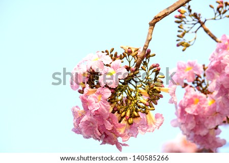 Tabebuia sweet pink flower in Thailand