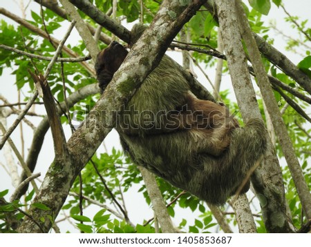 sloth carrying is baby on some trees of the rainforest in costa rica
