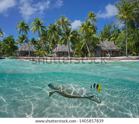 Bungalows and coconut trees on tropical coast with a turtle underwater, Tikehau atoll, Tuamotu, French Polynesia, Pacific ocean, split view over and under water surface Royalty-Free Stock Photo #1405857839