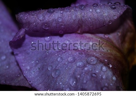 Photo for background, purple petal of an iris flower close up, covered with raindrops