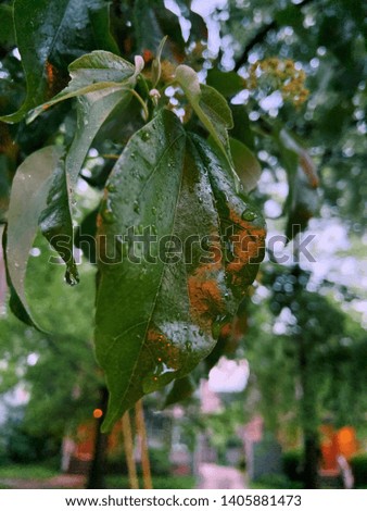 green tree leaves with the rain drops pictured in the evening light