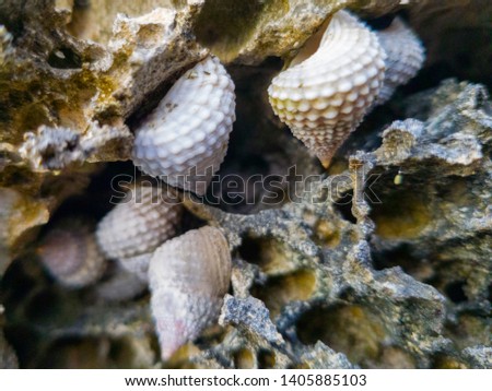 calliostoma annulatum on coast stones