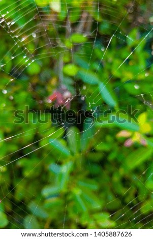 spider web on the plants of a garden