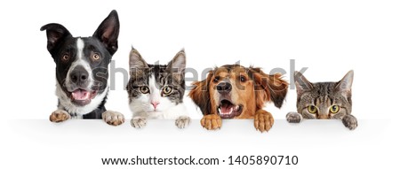 Funny happy dogs and cats peeking over blank white web banner or social media cover with paws hanging over Royalty-Free Stock Photo #1405890710
