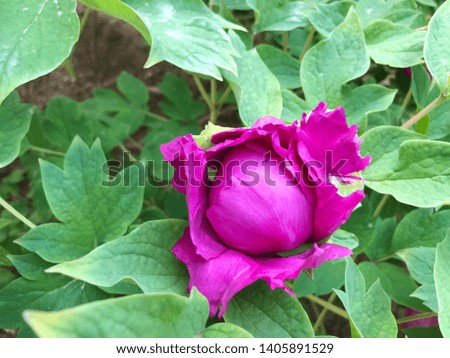 Close up of a dark pink  peony flower in the garden.