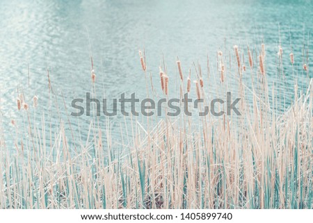 Beautiful long wild bulrush wetland grass-like plant in lake river water. Pale light faded pastel tones. Artistic amazing spring summer nature. Natural background with copyspace