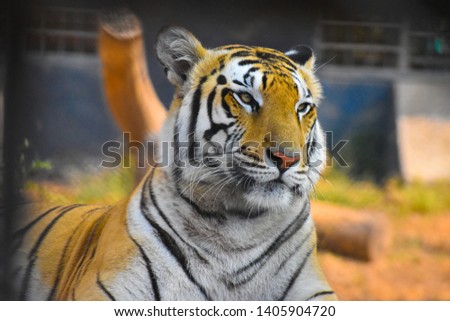 beautiful closeup look of tiger Panthera tigris with red orange fur stripes