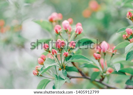 Beautiful macro of pink red small wild apple cherry buds on tree branches with light green leaves. Pale faded pastel tones. Amazing spring nature. Natural floral background with copyspace.