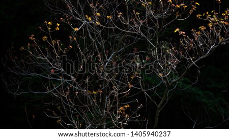 Tree branches with Orange and Red leaves.
