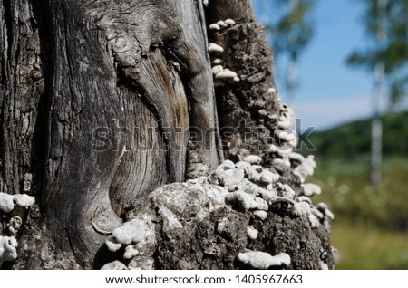 Mushrooms growing on a tree. A natural phenomenon. Natural patterns of nature. Side view. horizontal