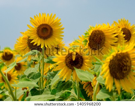 I took a picture of my neighborhood sunflower field