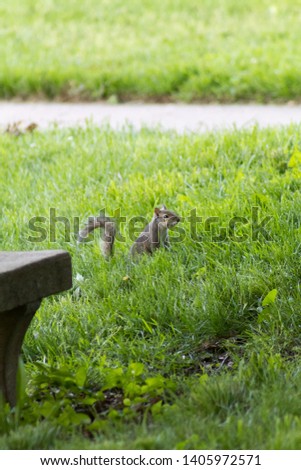 Squirrels hanging out, eating nuts, and chilling with a photographer!