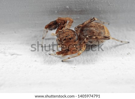 Macro Photography of Jumping Spider Isolated on White Floor