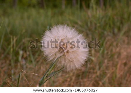 Beautiful fluffy autumn flower with seeds