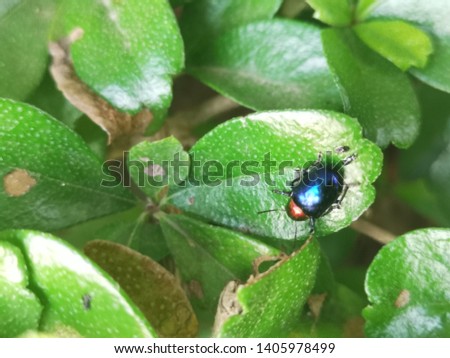 Anan​ insects, colorful​ on​ the​ wood Royalty-Free Stock Photo #1405978499