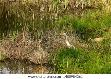 Grey heron Ardea cinerea on the coast of the lake with calm reflecting water on the green grass background.