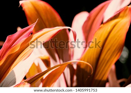 Creative tropical green leaves layout. Nature spring concept. for background